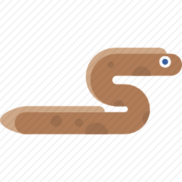 <em>海鳗</em>