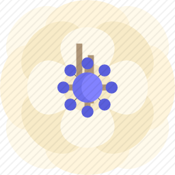 <em>银莲花</em>