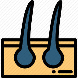 <em>表皮</em>