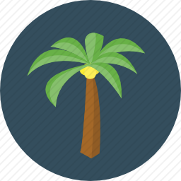 <em>棕榈树</em>