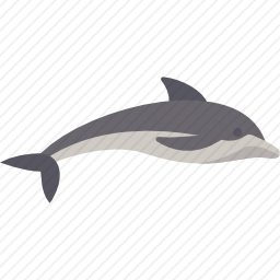 海豚