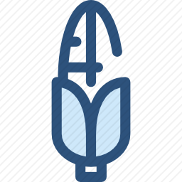<em>玉米芯</em>