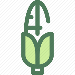 <em>玉米芯</em>
