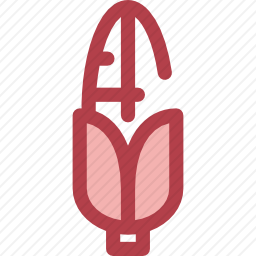 <em>玉米芯</em>