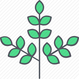 树枝