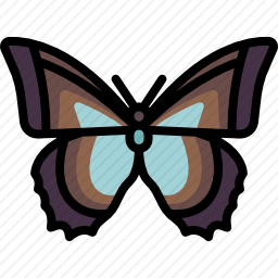 <em>蝴蝶</em>