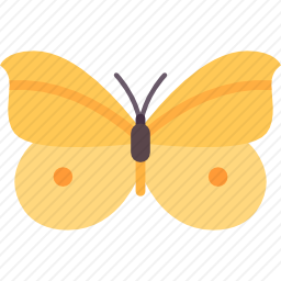 <em>蝴蝶</em>