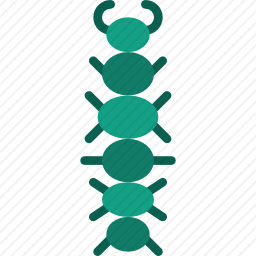 毛毛虫
