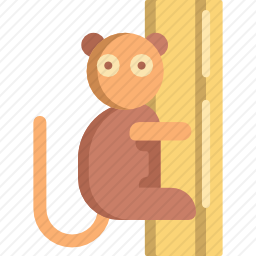 菲律宾眼镜猴