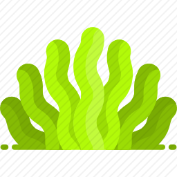 海藻