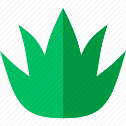 芦荟