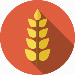 <em>小麦</em>