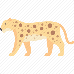 豹