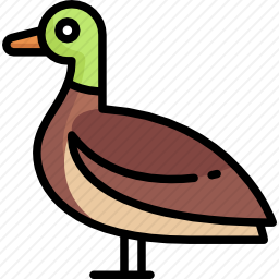 鸭子