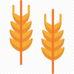 <em>小麦</em>