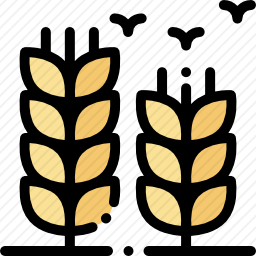 小麦