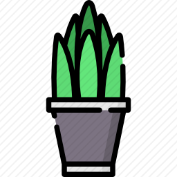 <em>植物</em>