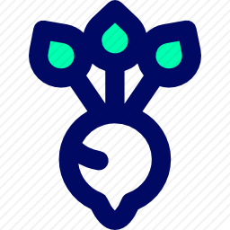 甜菜根