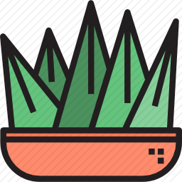 仙人掌