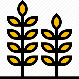 小麦