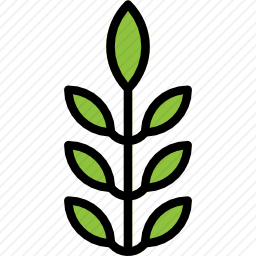 草本植物
