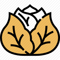 白菜