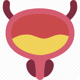 膀胱