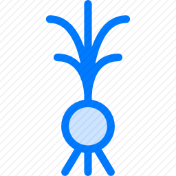葱