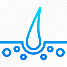 <em>表皮</em>