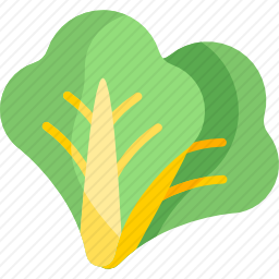 生菜