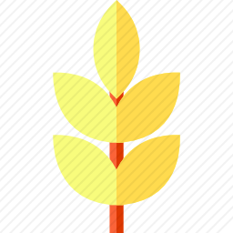 小麦
