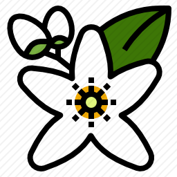橙花