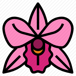 兰花