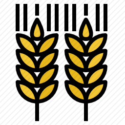 小麦