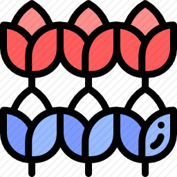郁金香