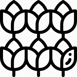 <em>郁金香</em>