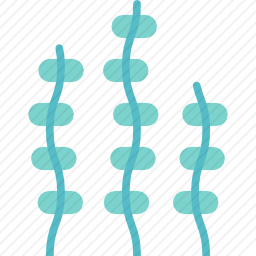 海藻
