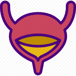 尿道