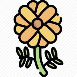 金盏花