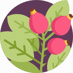 <em>犬</em><em>蔷薇</em>