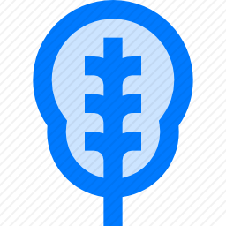 菠菜