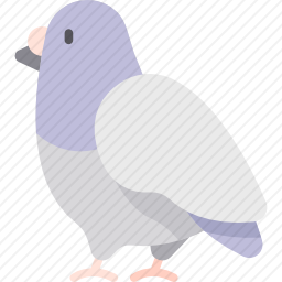 鸽子