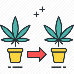 烟草