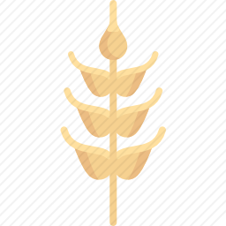 小麦