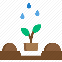 植物