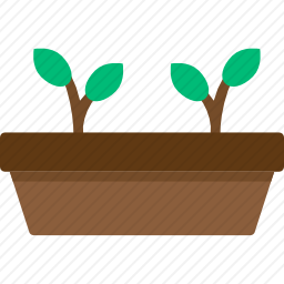 植物