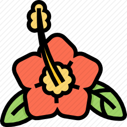 <em>木槿花</em>