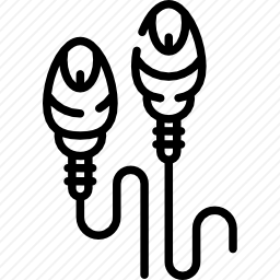 <em>精子</em>