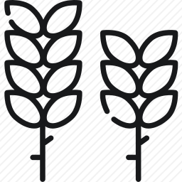 小麦