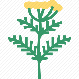 草本植物